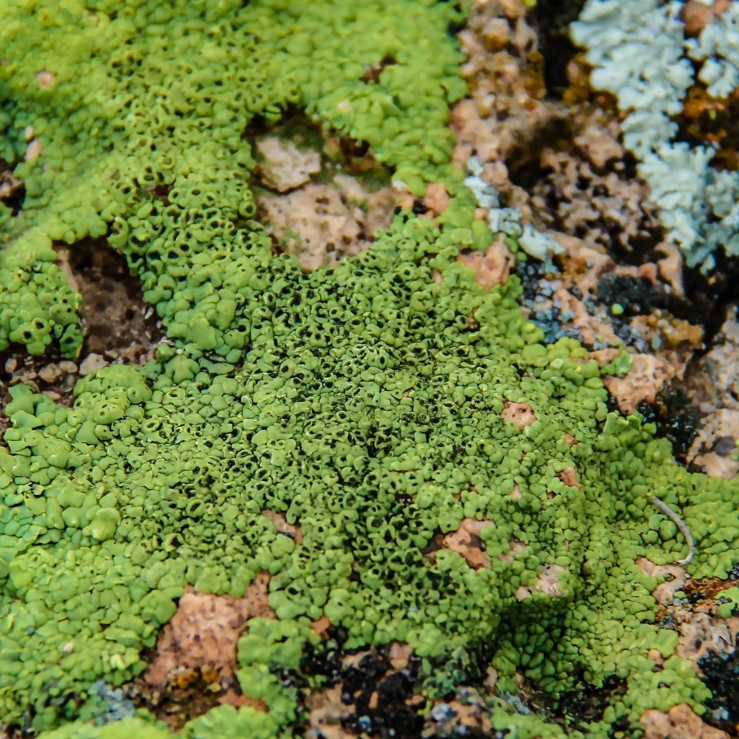 bright green abstract circles lichen photo art