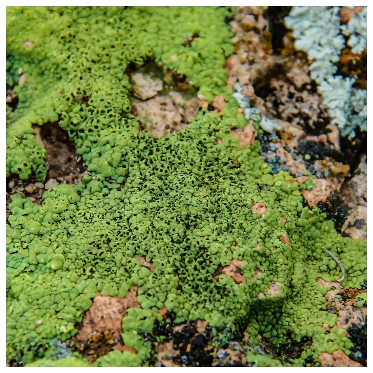 Green round circle lichen on rust colored rock wall decor