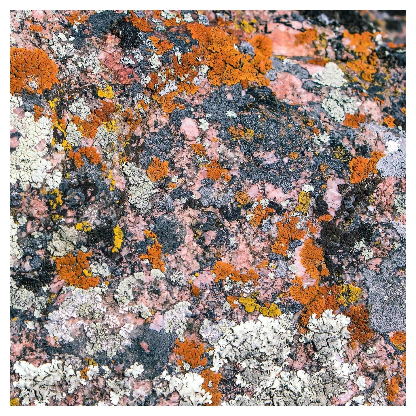 Fine Art photography of colorful pastel lichen found in Shell Canyon Wyoming by Lisa Blount Photography