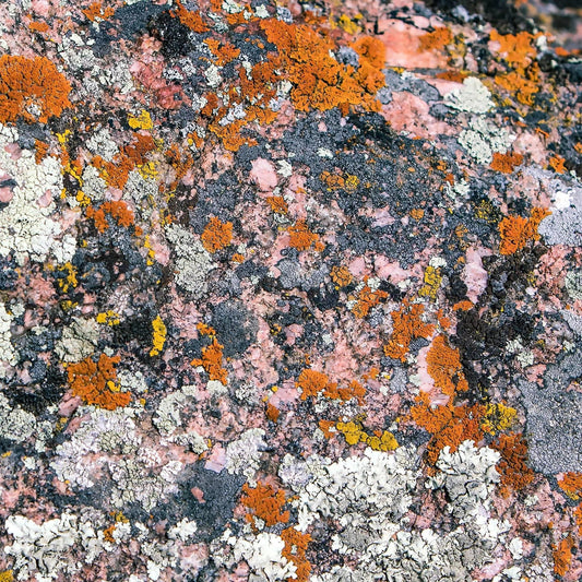 Abstract art of colorful pastel lichen found in Shell Canyon Wyoming