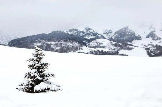 winter fine art photography tree mountain range alone lisa blount photography
