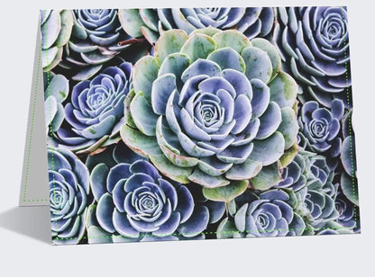 Blue succulent hen chicks nature abstract fine art photography home office wall decor note card
