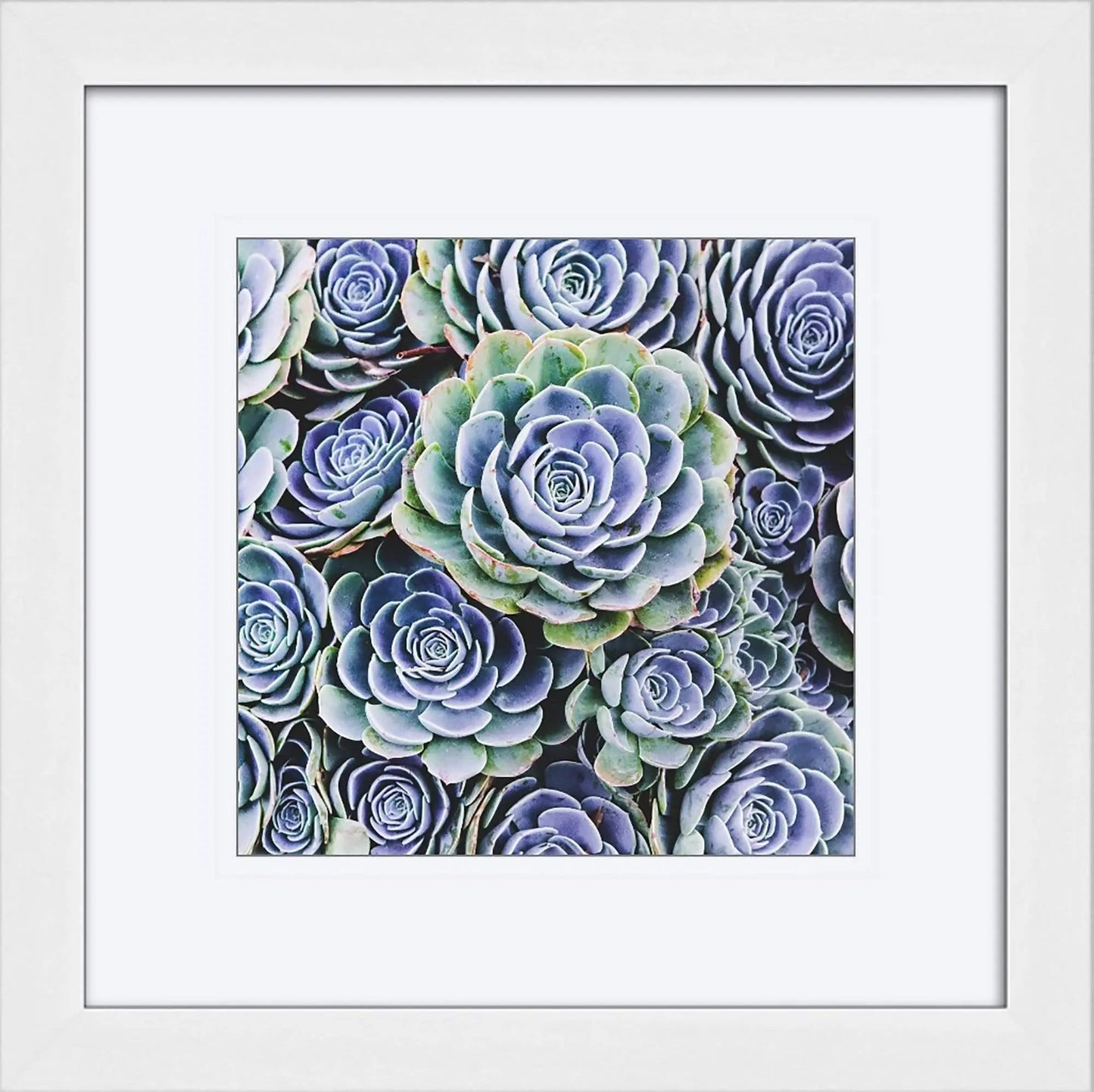 Framed blue succulent art print