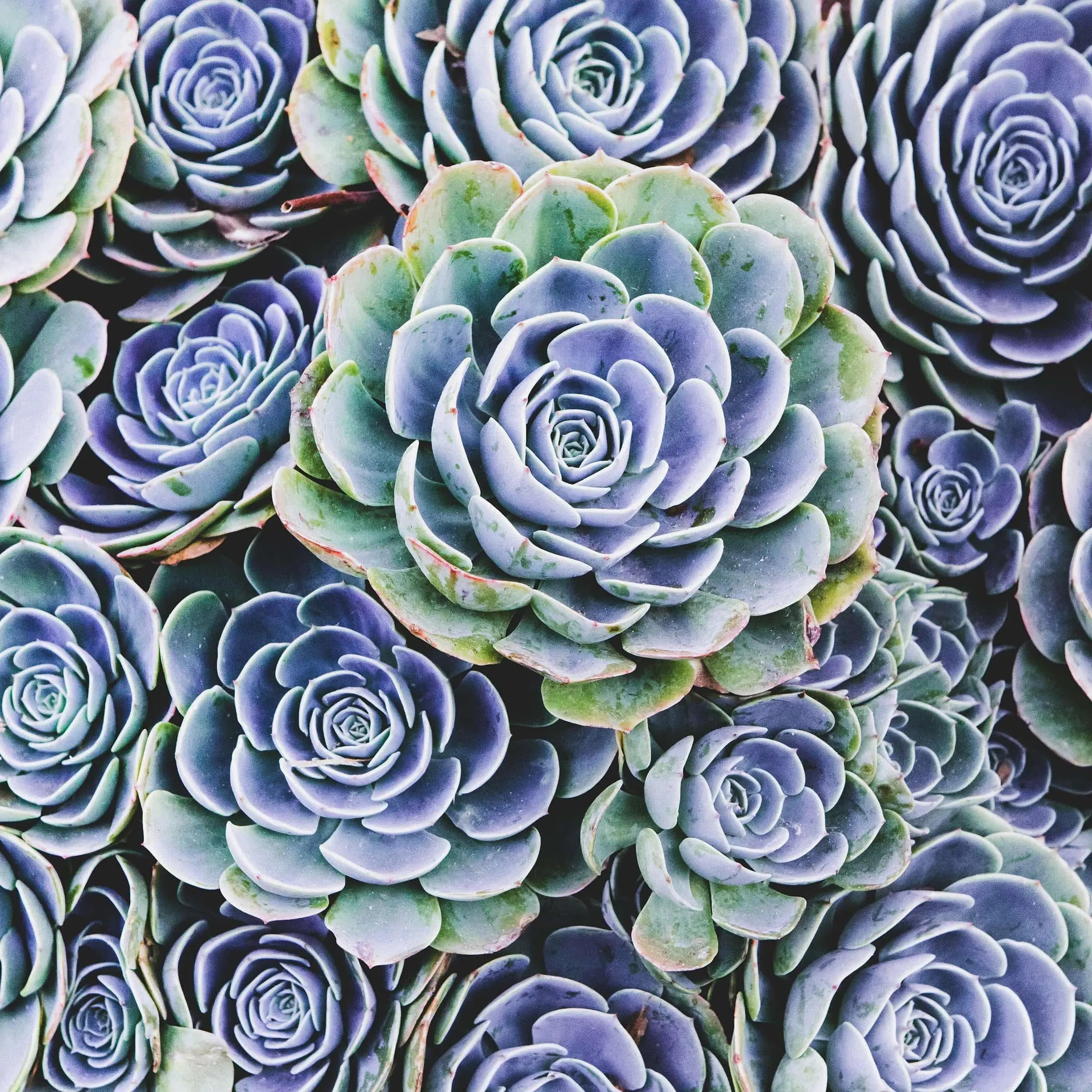 Blue succulent macro photograph—soft blue tones and symmetrical hen-and-chicks rosette for modern, calming wall art. TruLife acrylic, metal, and acrylic block options.