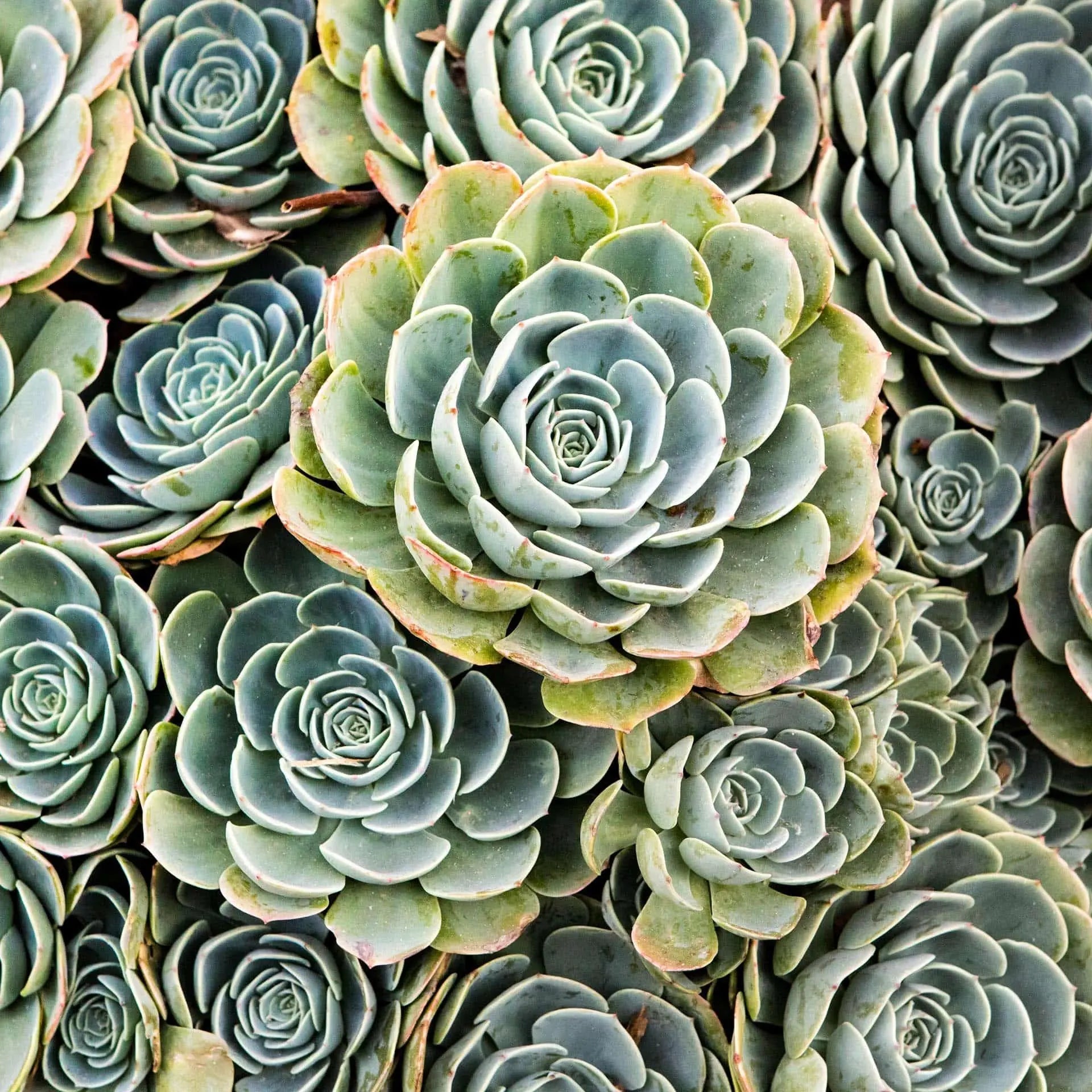 Green hen-and-chicks succulent close-up with soft geometric symmetry — fine art wall photograph decor