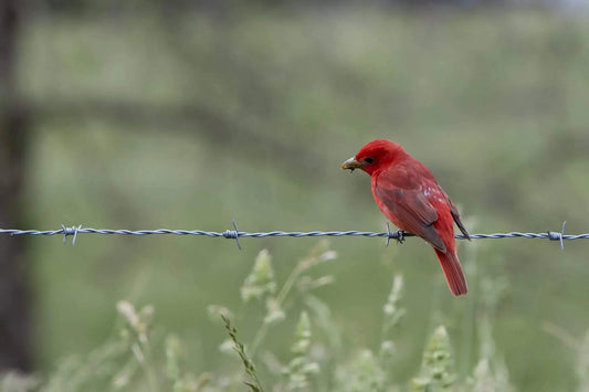Summer Tanager Red Bird on Fence Bentonville Arkansas decor fine art photography