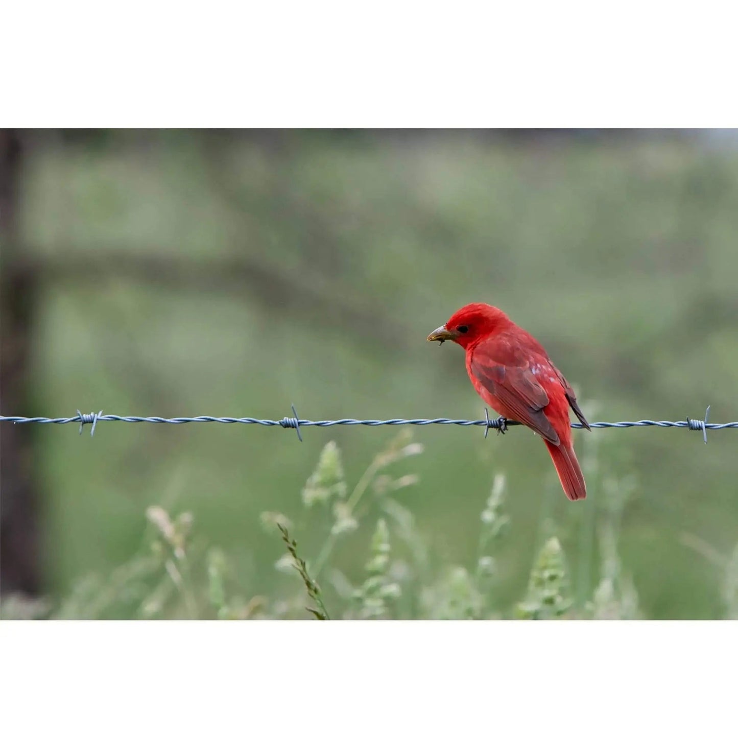 Red Summer Tanager Bird on Fence