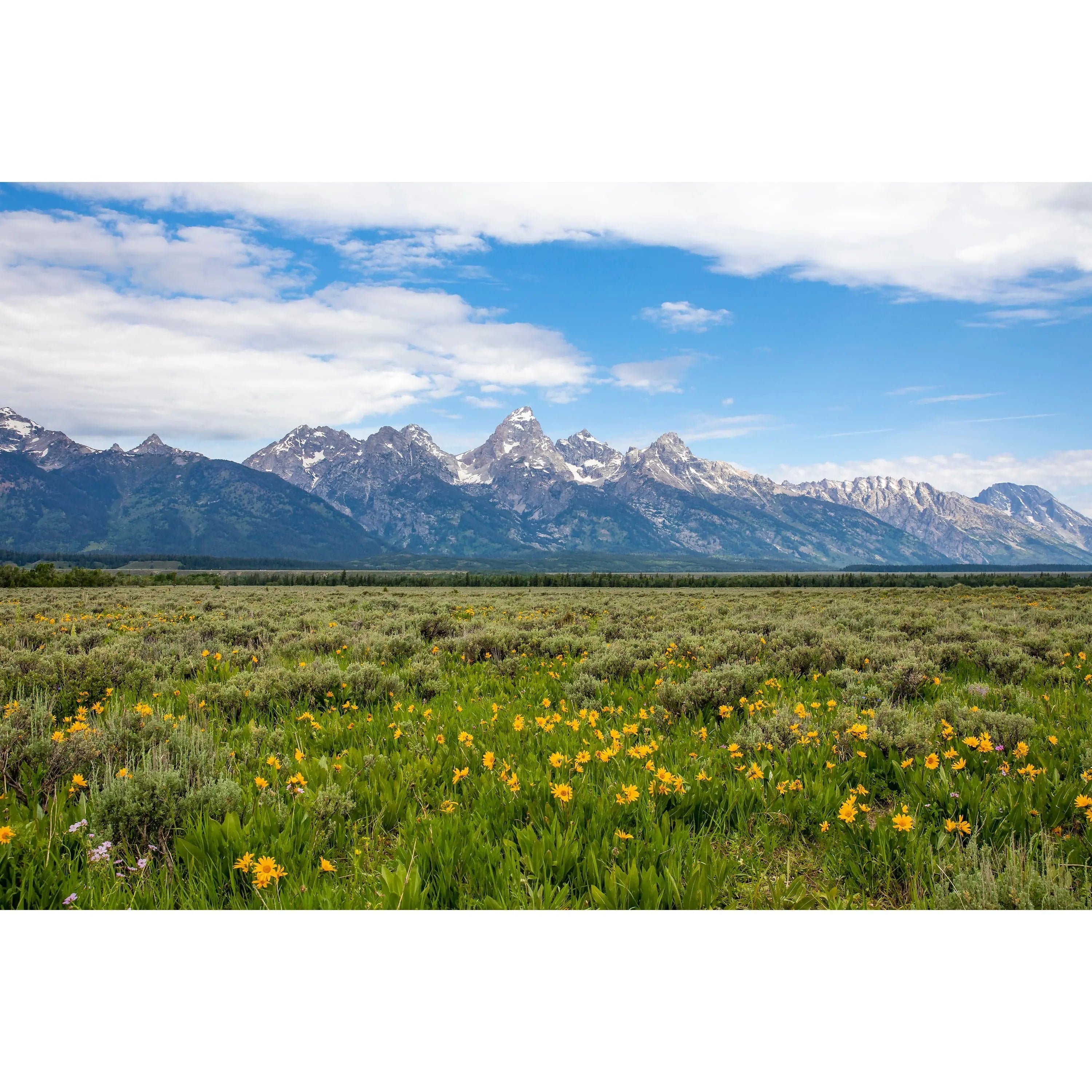 grand tetons with wildflowers fine art photography wall decor