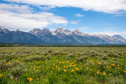 Summertime at the Grand Tetons with wildflowers fine art wall decor