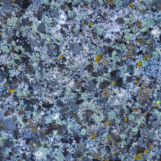 Blue hues found in lichen in Lake Tahoe turned into abstract art wall decor