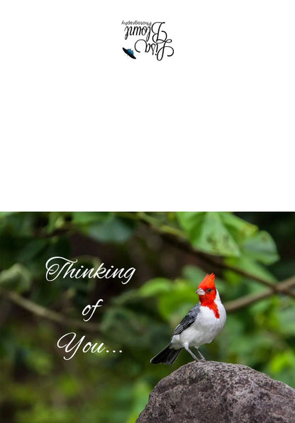 Woodpecker Thinking of You Nature Greeting Note Card Lisa Blount Photography