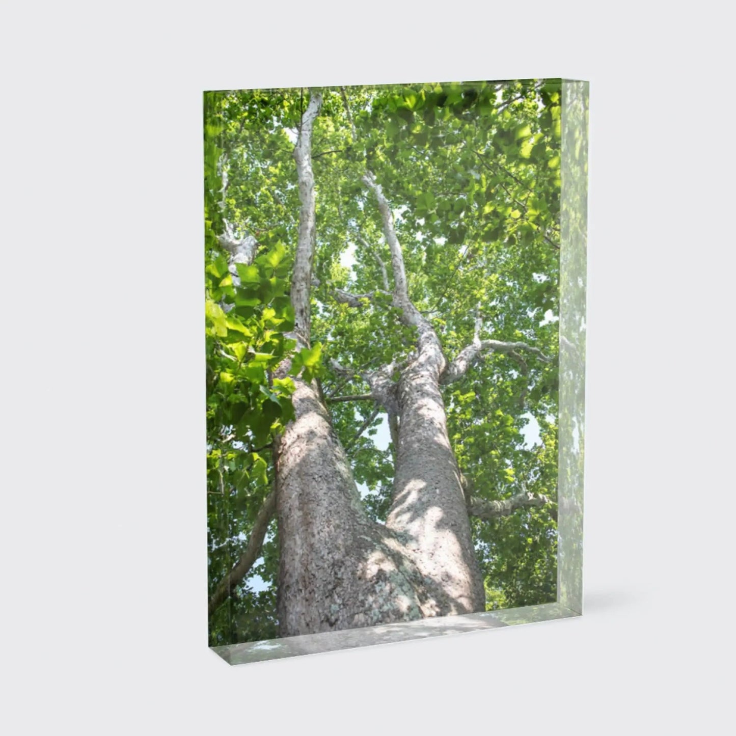 Up A Tree - Nature Abstract Fine Art Photography Lisa Blount Photography