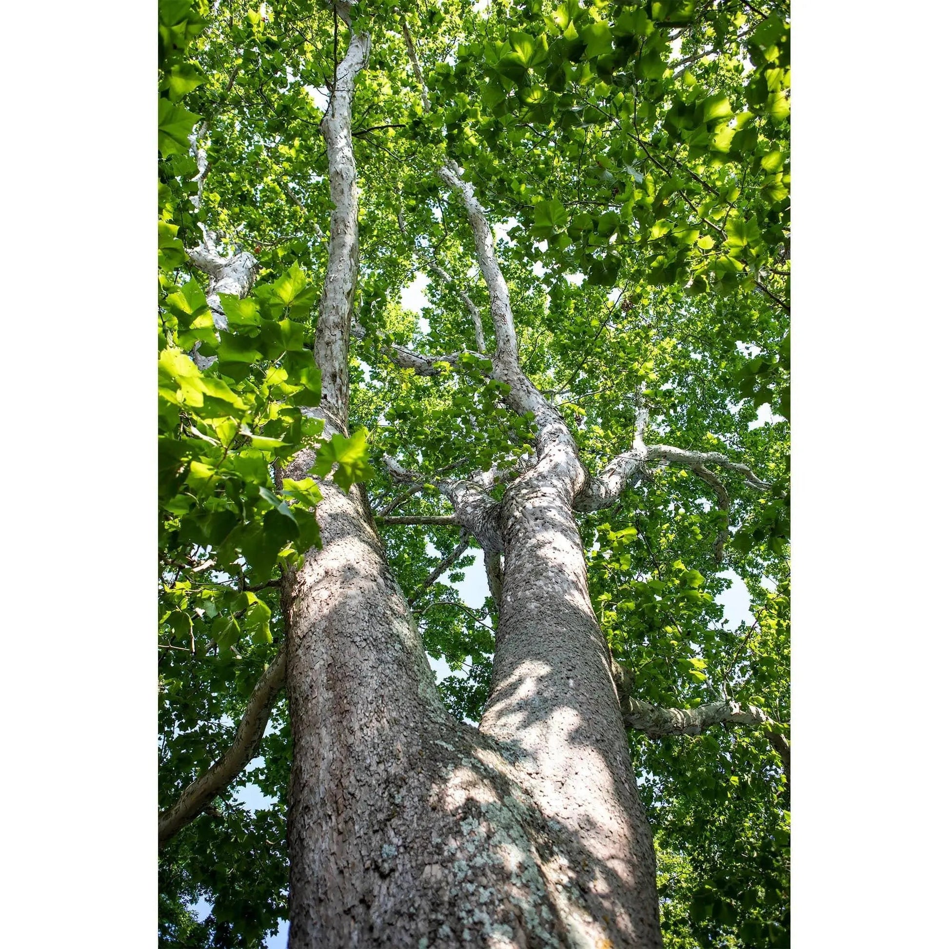 looking up a tree into green leaves photo decor