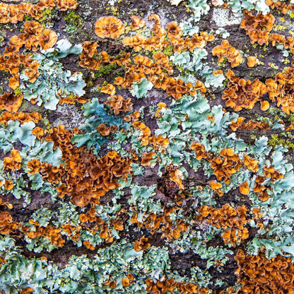 white oak lichen abstract orange nature wood green brown rustic rust fine art photography coaster set close-up view