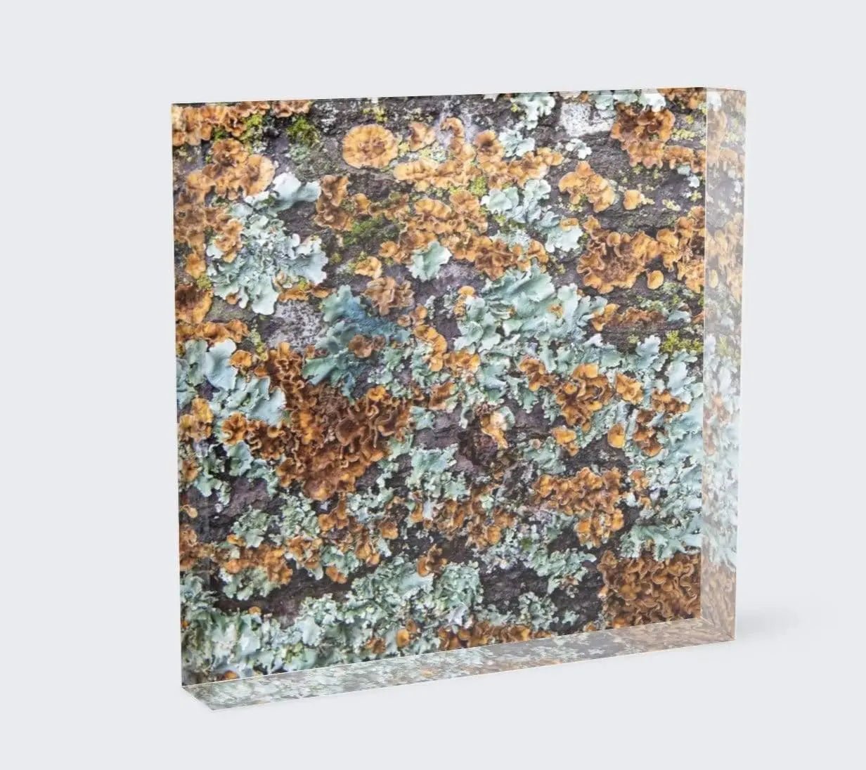 White Oak Lichen acrylic block home decor