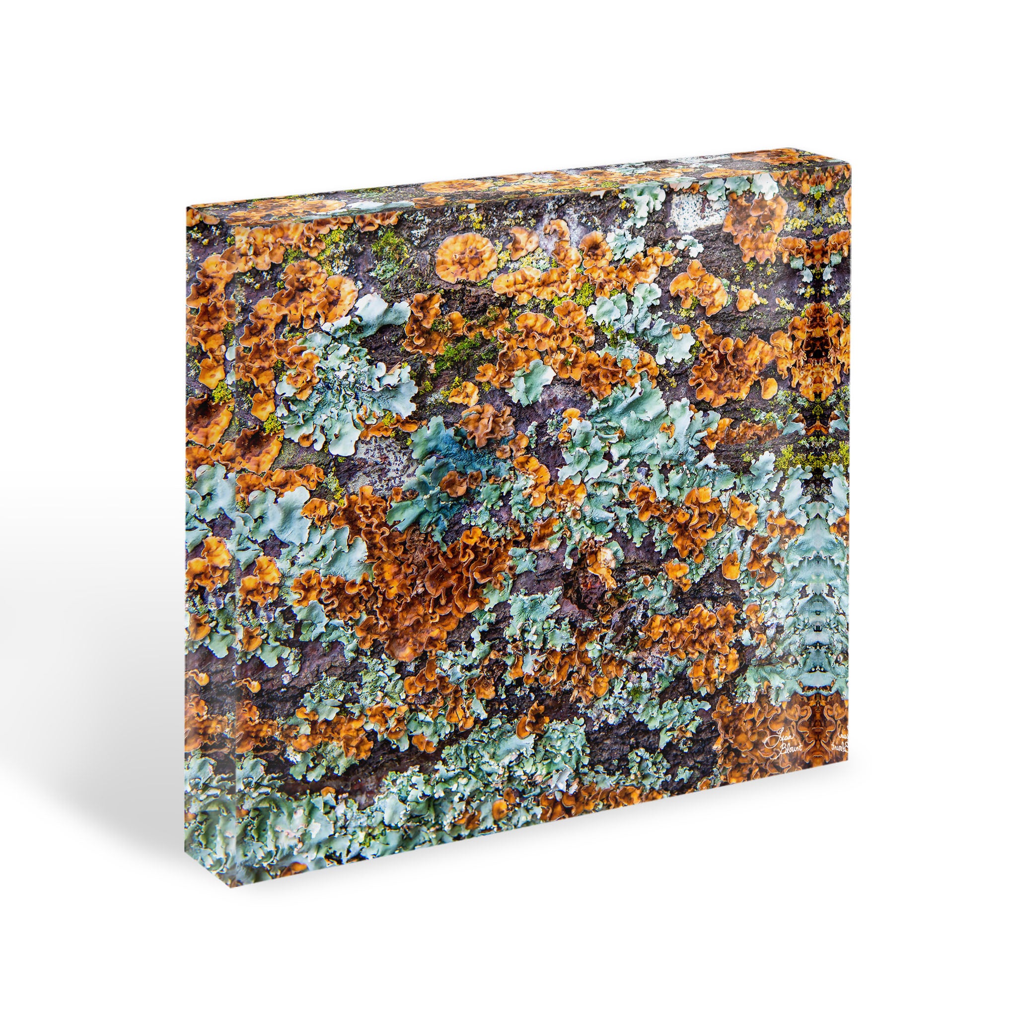 Square acrylic block of colorful fall colored rust seafoam green on a white oak tree - fine art photography shelf and desk decor by Lisa Blount Photography