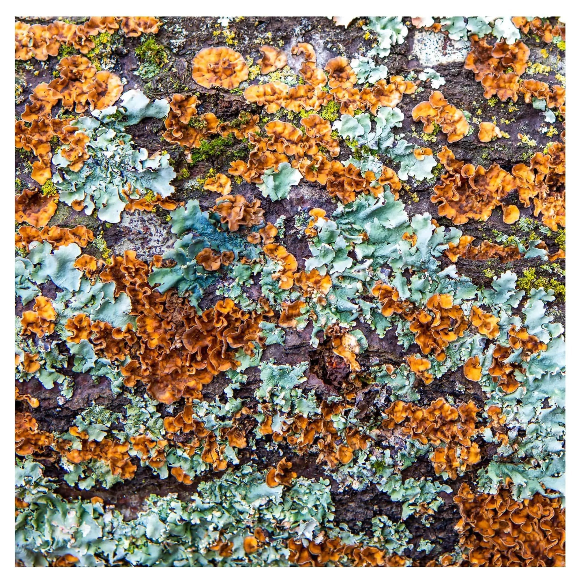 Colorful lichen on white oak tree