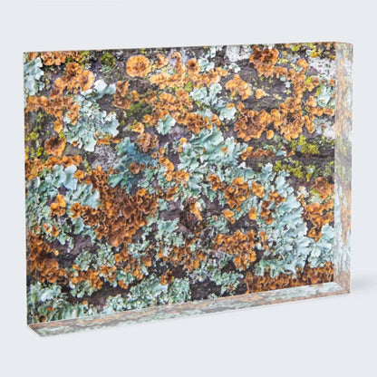 Rectangle acrylic block home decor lichen