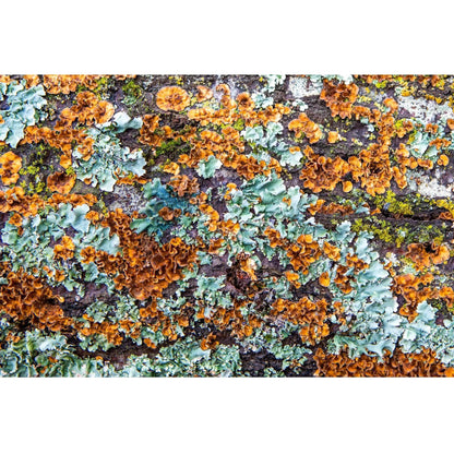 Orange Seafoam Green lichen