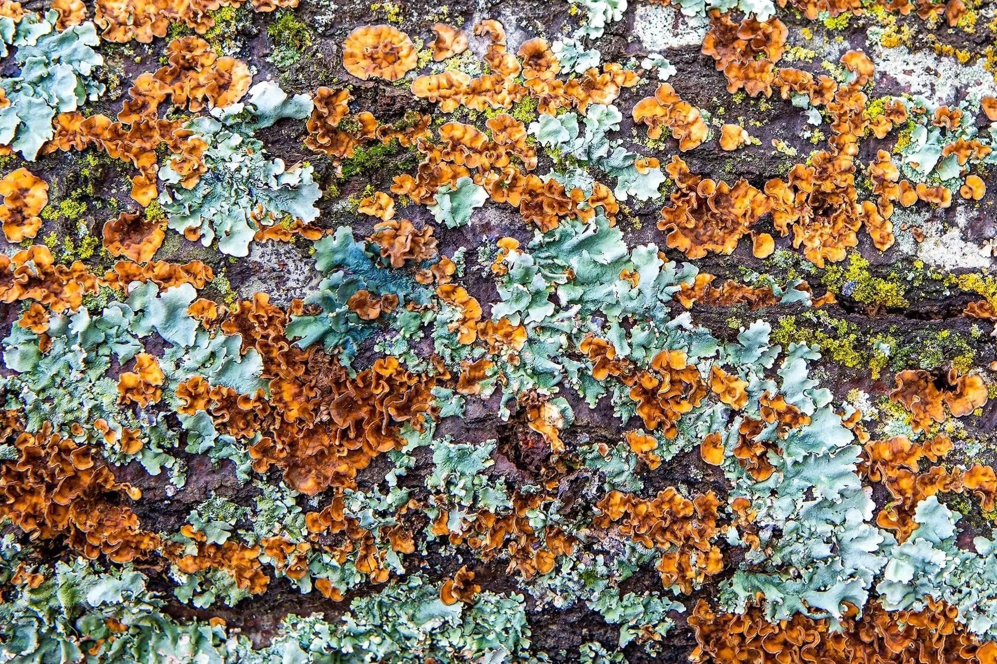 Brown Rust Green Lichen wall decor art photo