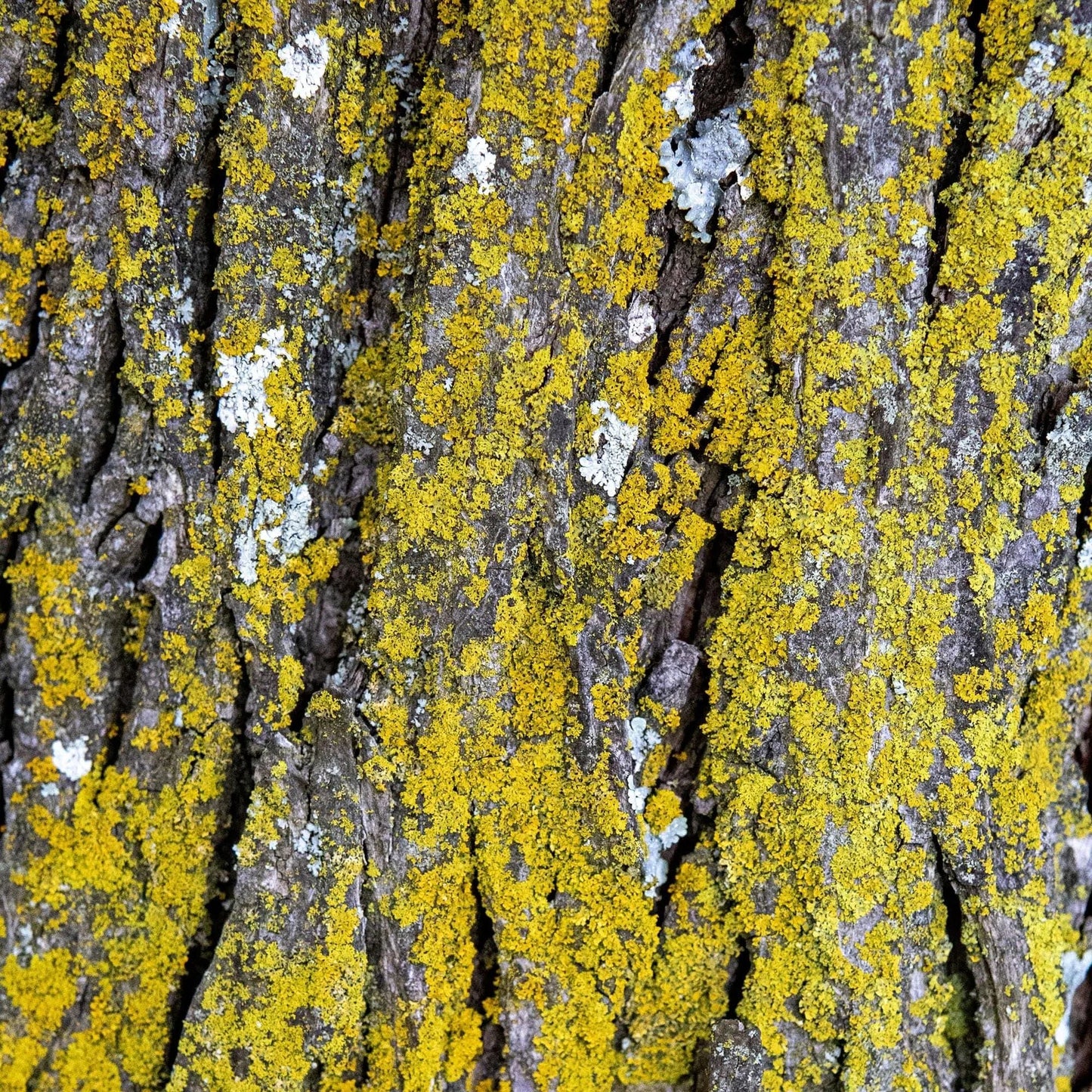Yellow lichen on tree bark fine art acrylic