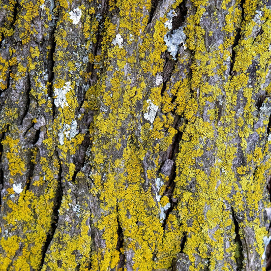 Yellow lichen on tree bark fine art acrylic
