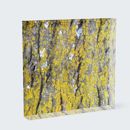 acrylic block of yellow lichen on tree