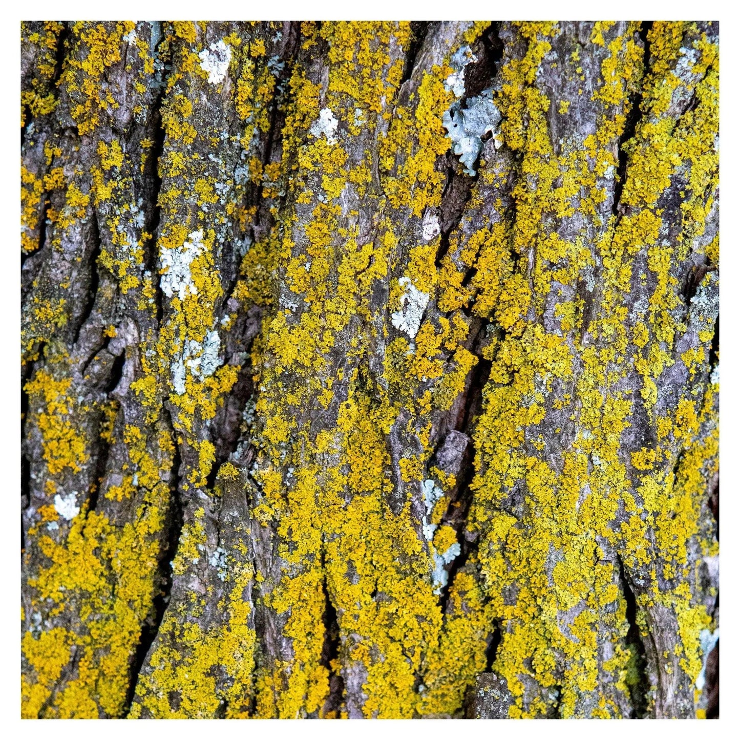 bright yellow lichen on tree art photography