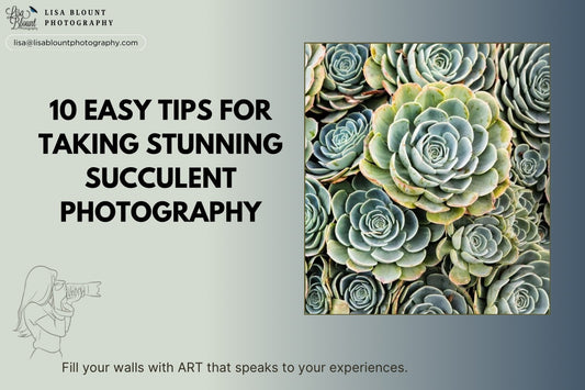 10 Tips for Taking Stunning Succulent Photo 