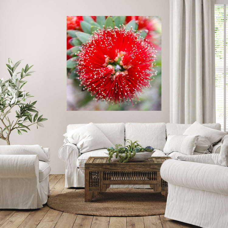 Red bottle brush flower fine art photography hanging on wall of mostly white living room