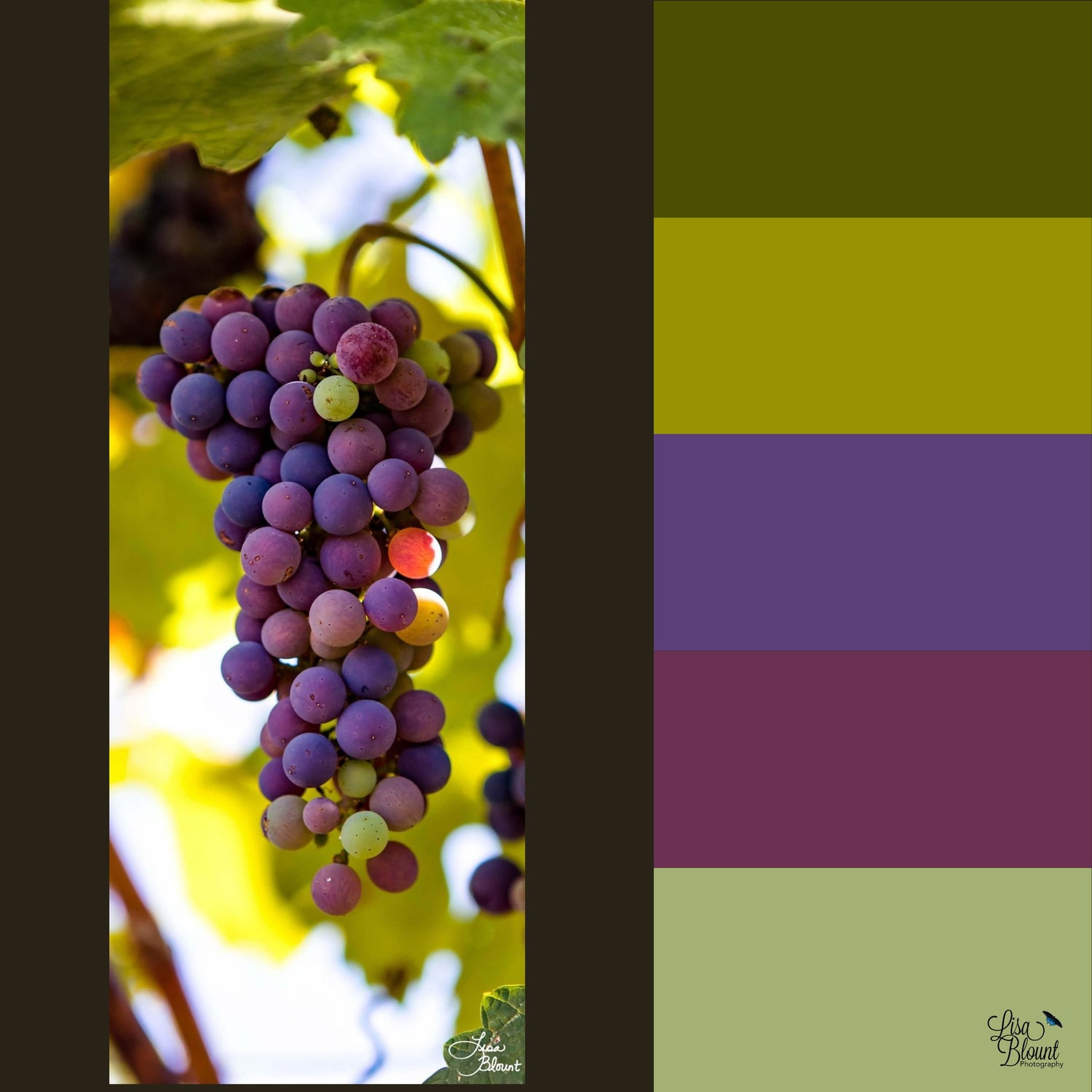 Mood boards and art blog of Napa grapes and the colors found within them of green and purple Lisa Blount photography 