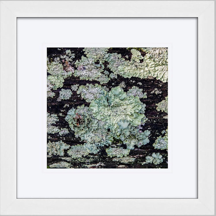 Small art prints of lichen and nature fine art