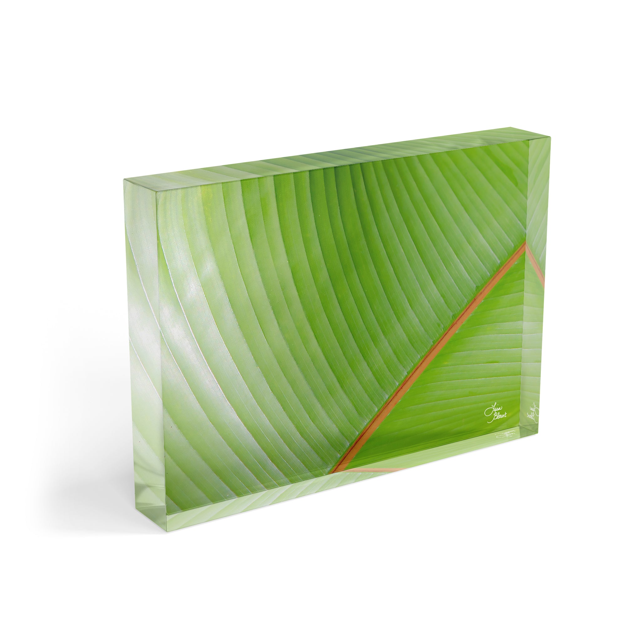 Acrylic block featuring a close-up of a vibrant green banana leaf with a bold orange vein, captured in St. Lucia. Tropical modern shelf decor.