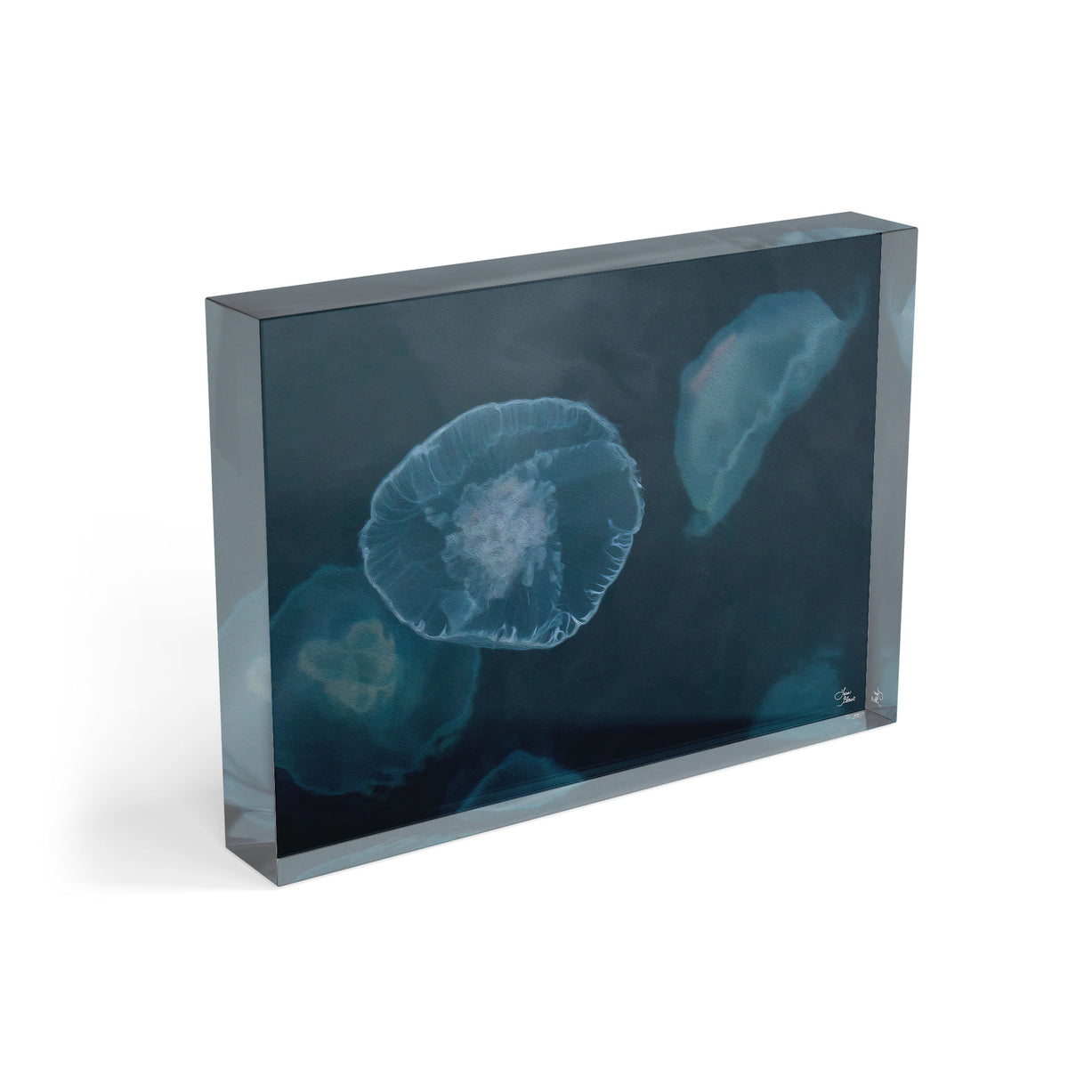 7x5 teal jellyfish acrylic block featuring Alaskan Jellies photographed in Resurrection Bay, Alaska.