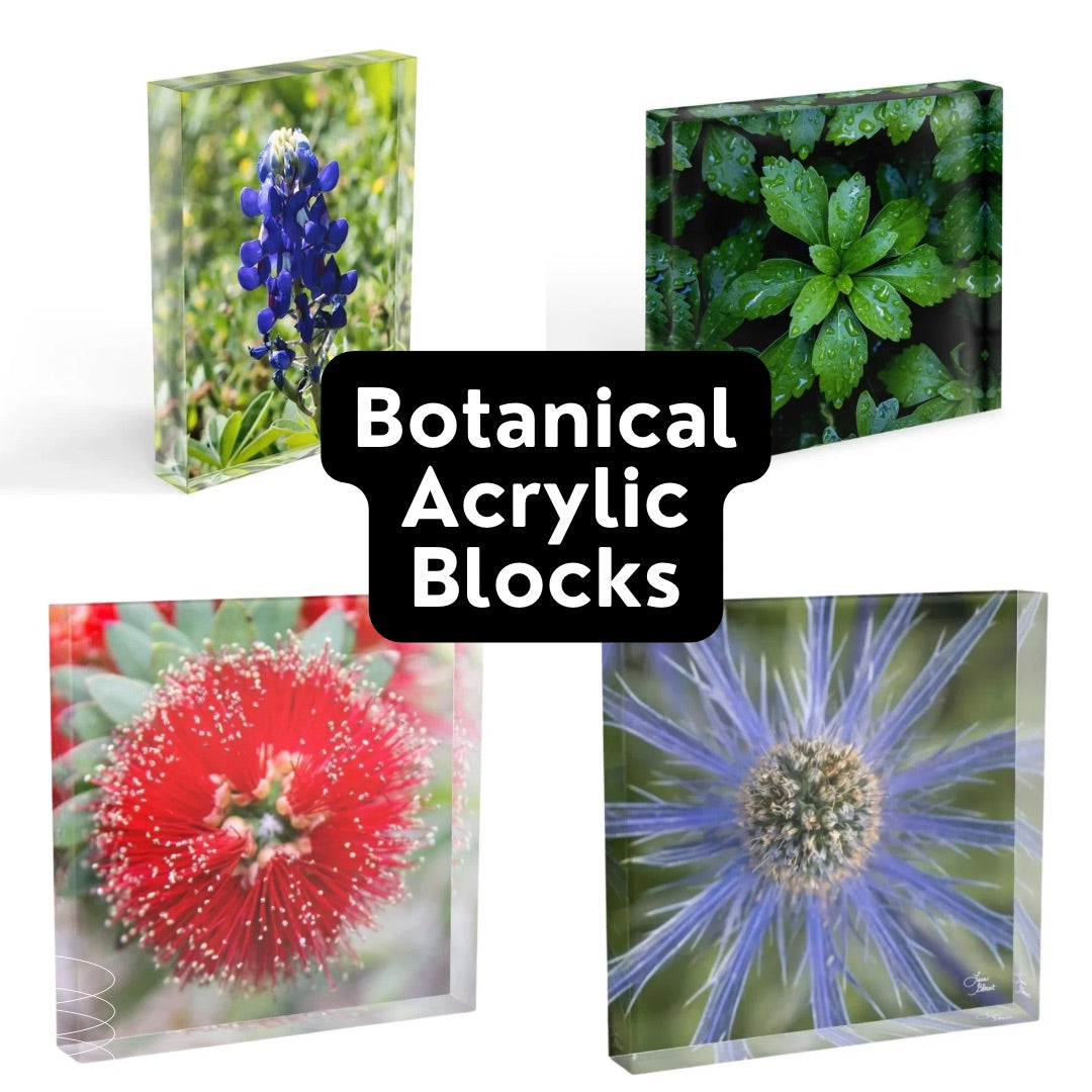 Four botanical acrylic blocks with different plants for the quarterly subscription 