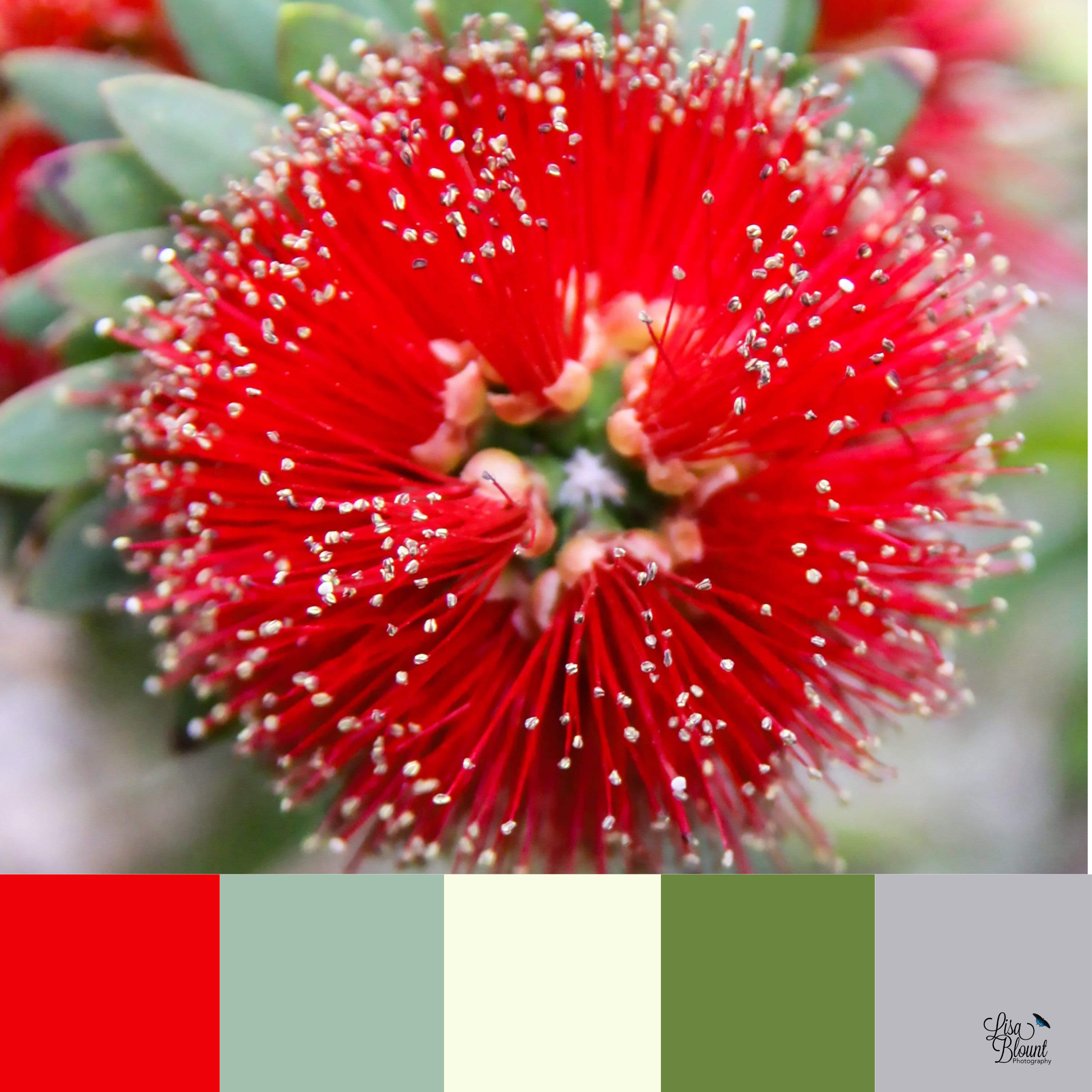 Macro close-up photograph of a red bottlebrush bloom with a coordinating color palette beneath the image.