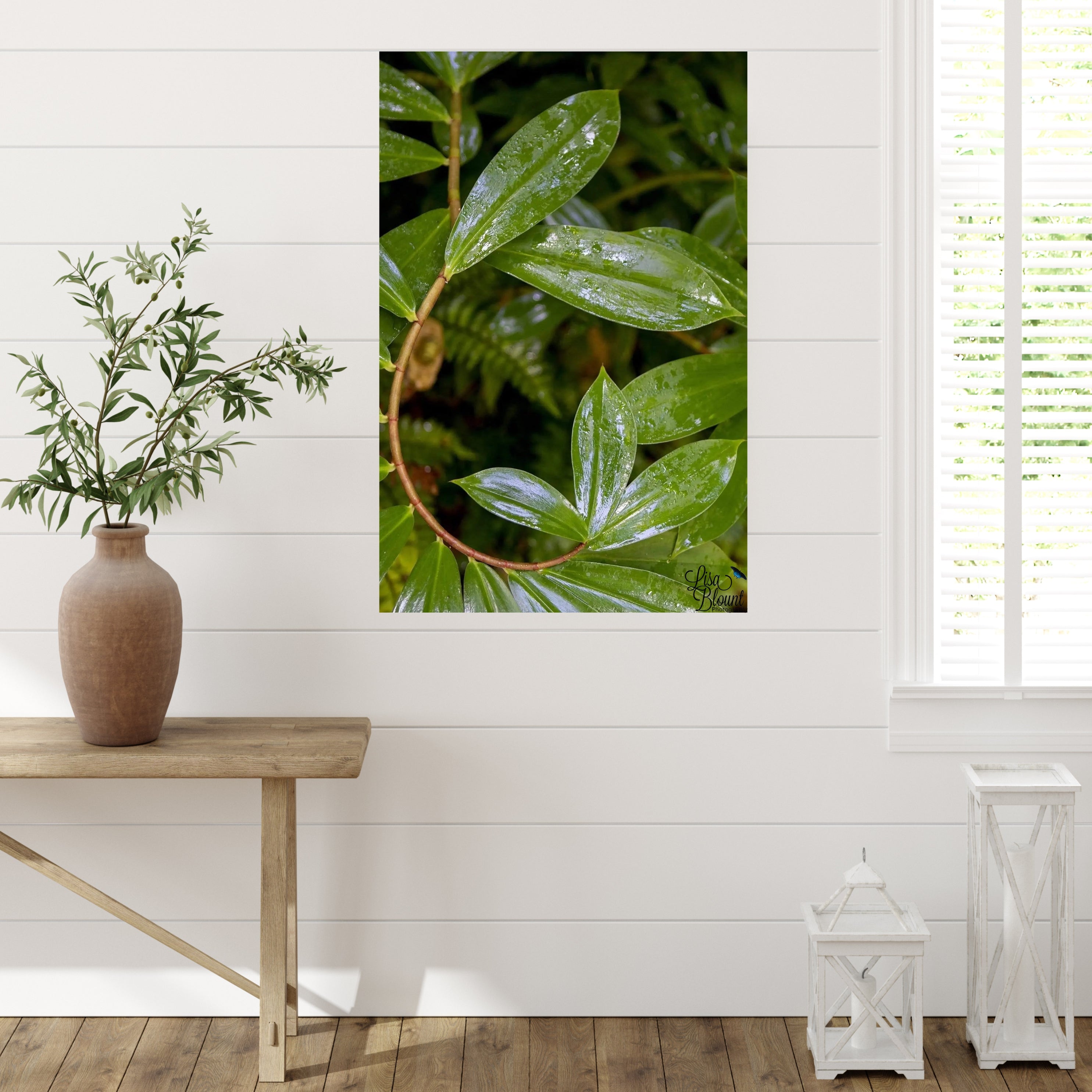 Spiral ginger leaf curve with raindrops — green abstract botanical wall art, St. Lucia, large wall art displayed on shiplap in farmhouse style room.