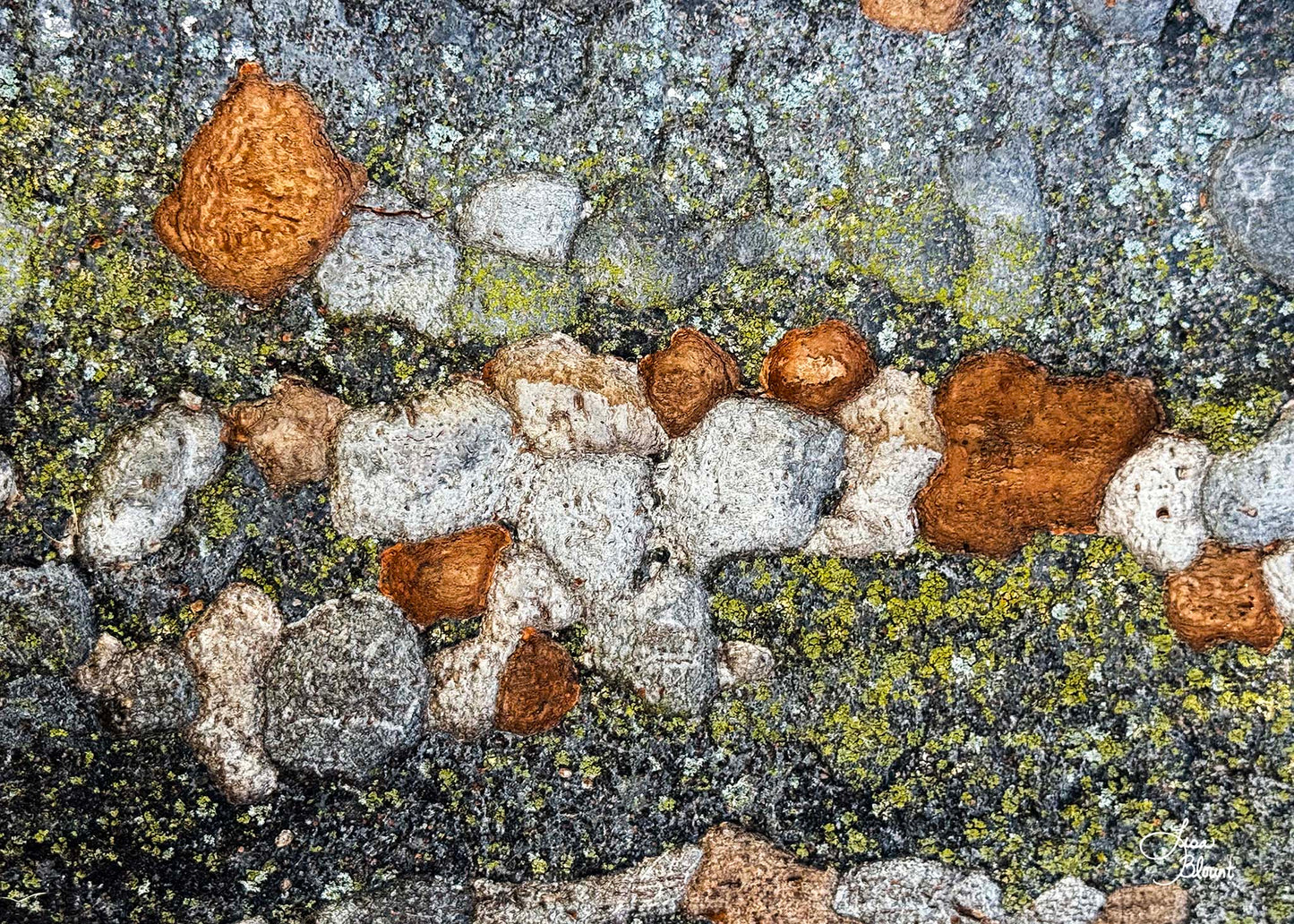 Abstract lichen in rust, gray, and moss tones—freestanding 7×5 acrylic block, photographed in Washington, DC.