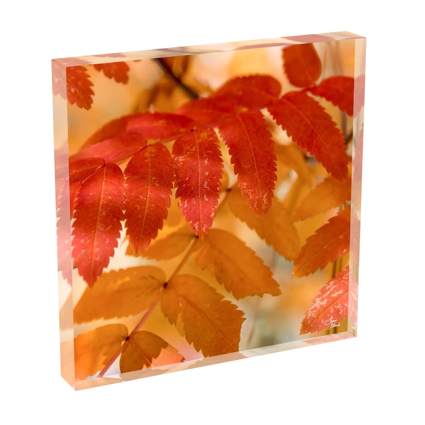 Fall leaves at Lake Tahoe acrylic block shelf decor by Lisa Blount