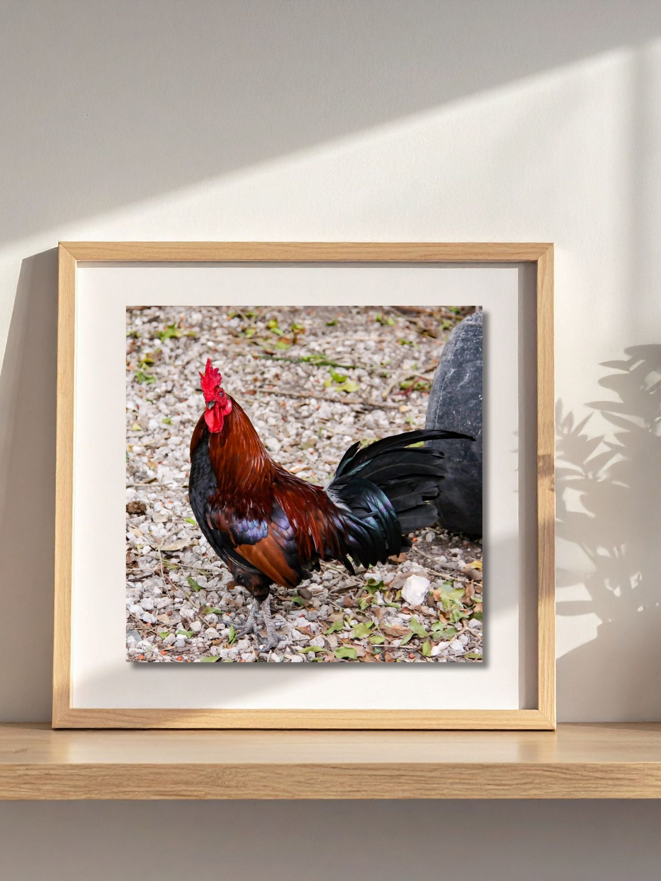 Framed Key West rooster art print resting on a wooden surface in a bright interior, coastal farmhouse wall art style
