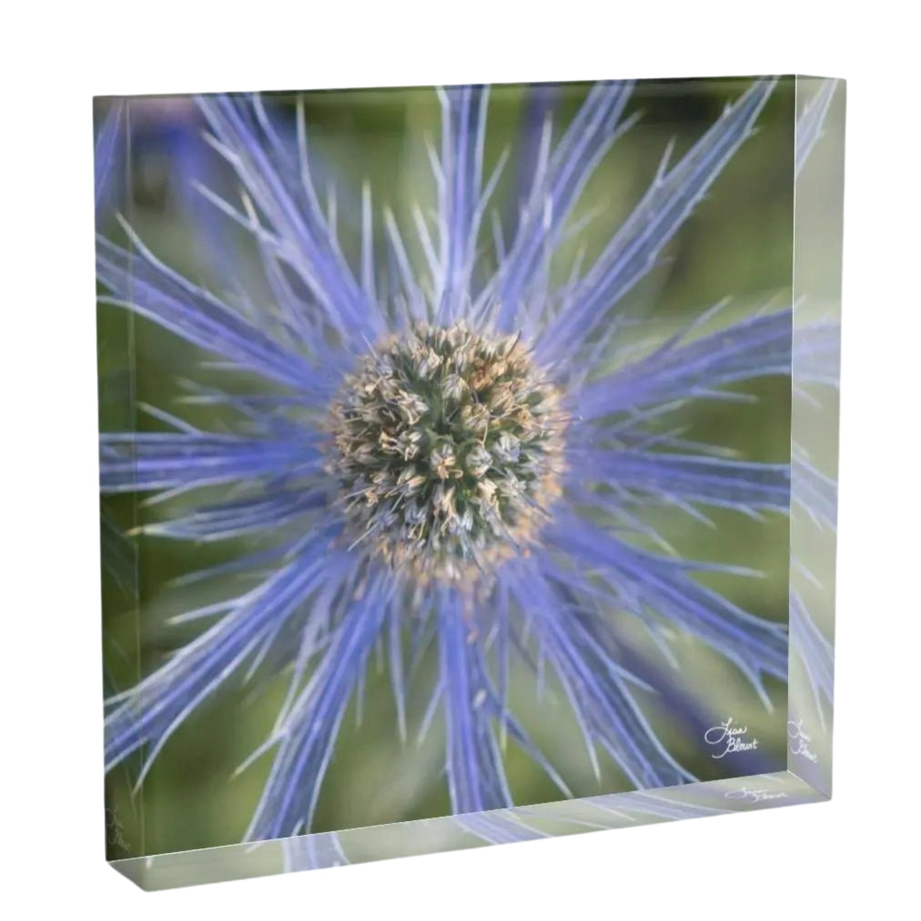 Blue Dynamite Mediterranean Sea holly wall art displayed in a dark moody bedroom, showcasing the bold blue spiky flower for modern botanical decor.