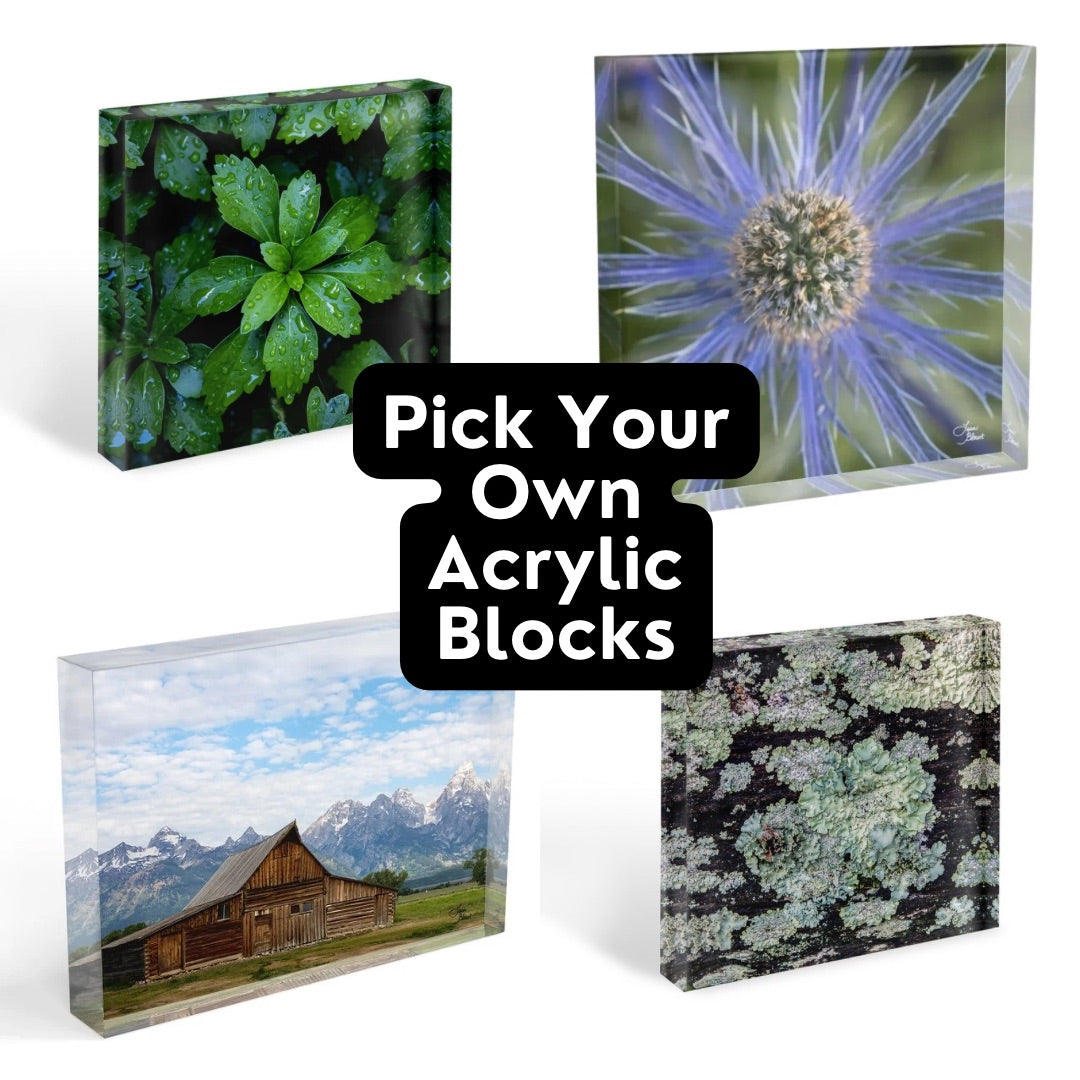 Acrylic blocks with nature-themed designs on a white background - examples of art for the pick your own acrylic block quarterly subscription