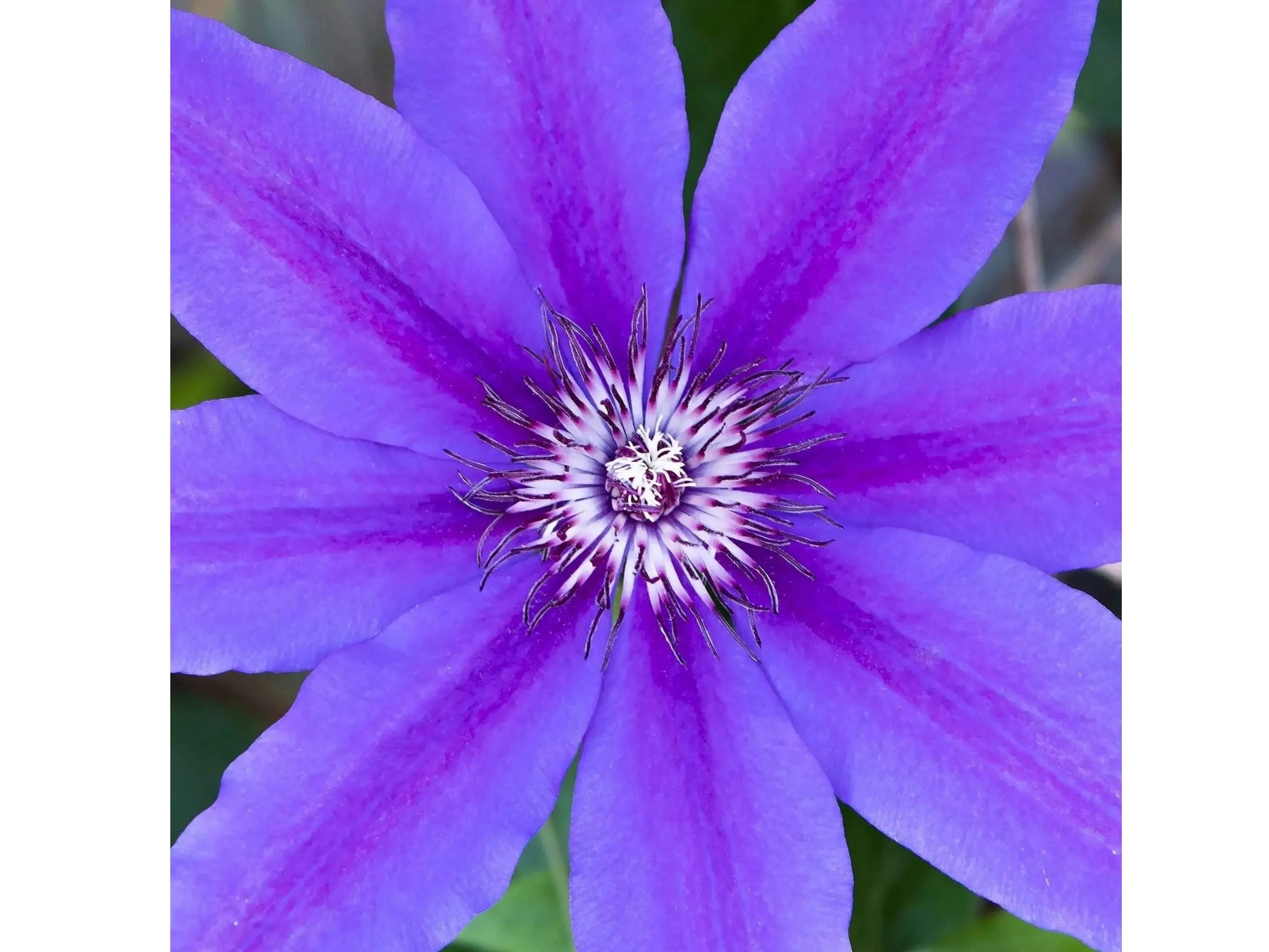 Close-up of a vibrant purple flower with a green background