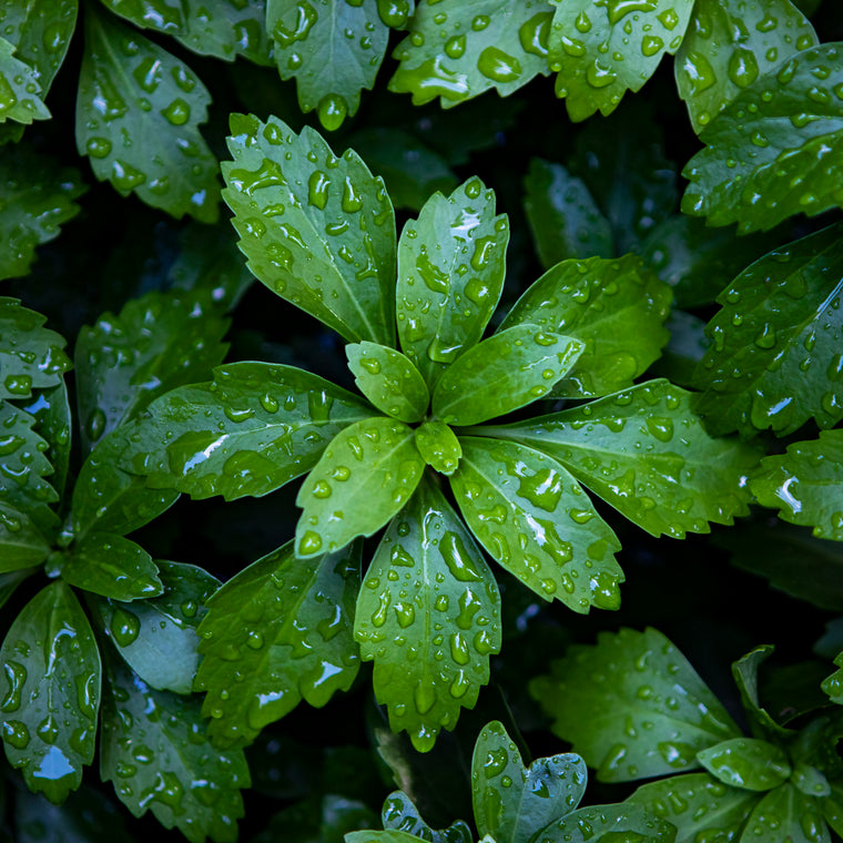 raindrops on green leaves photography taken in Mackinac Michigan