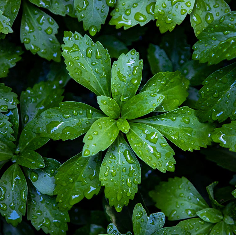 Leaves with raindrops on them abstract nature fine art photography home decor