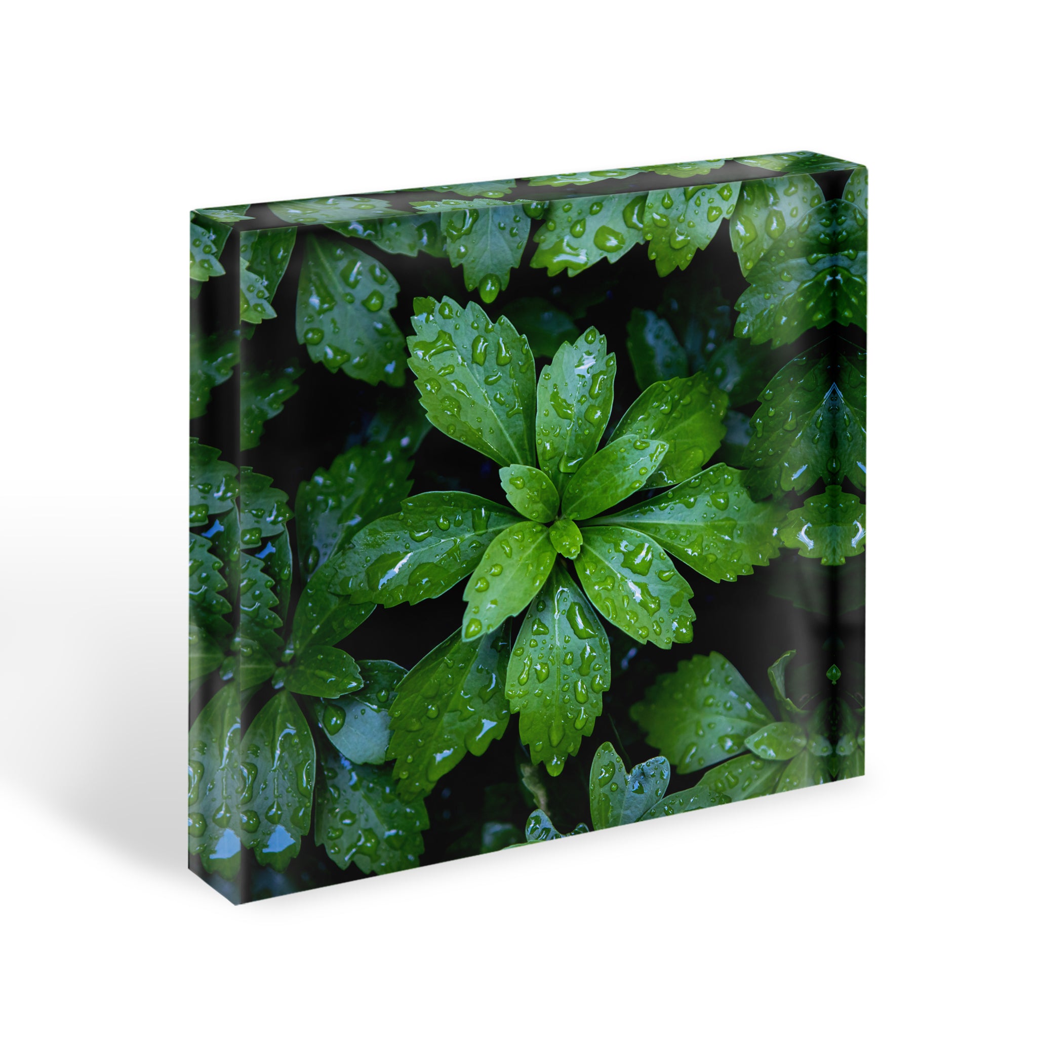 6x6 acrylic block featuring green leaves with glistening raindrops. A calming biophilic decor piece for shelf, desk, or gift.