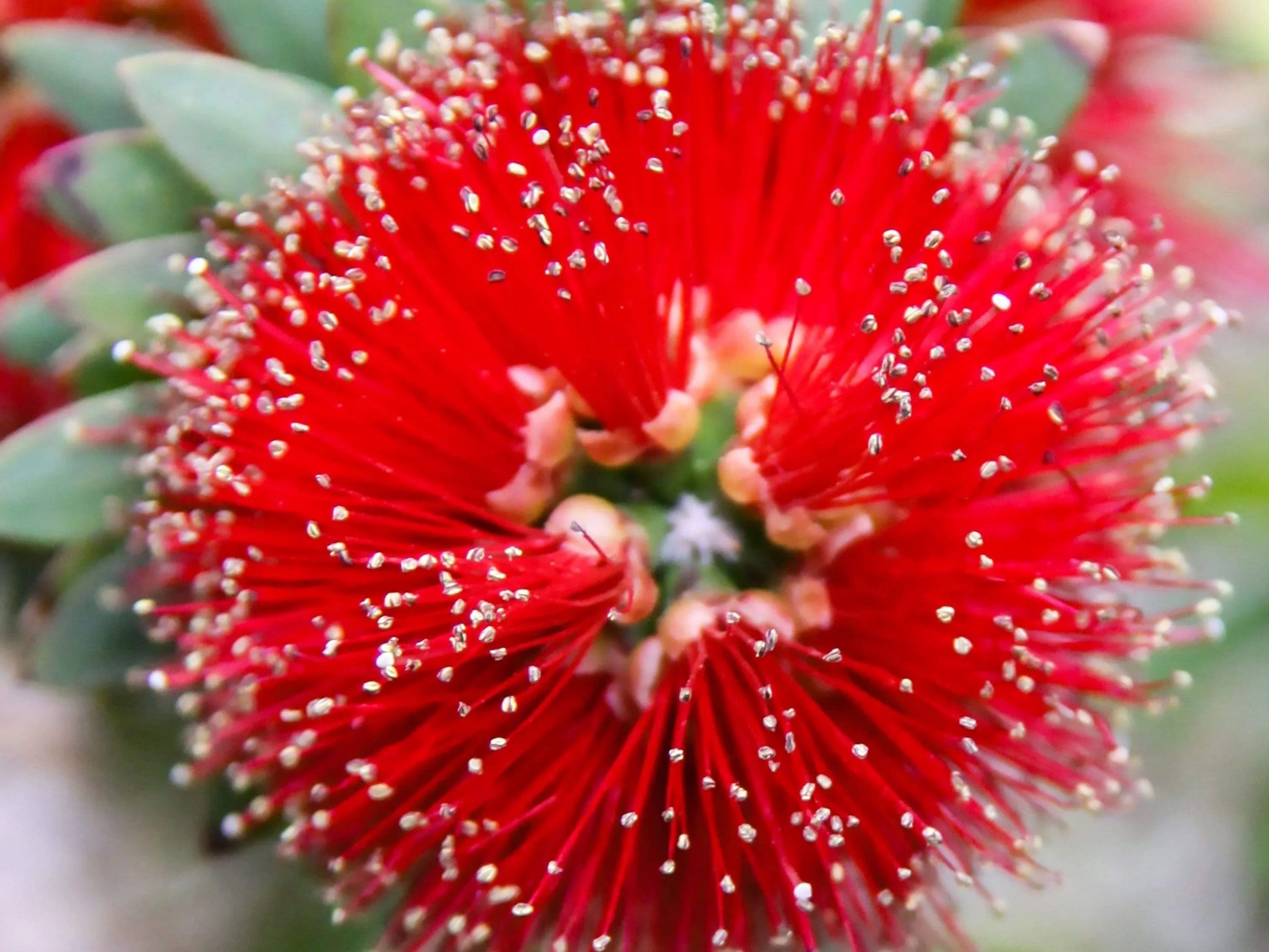 Close-up macro fine art photograph of vivid red bottlebrush bloom with white-tipped filaments