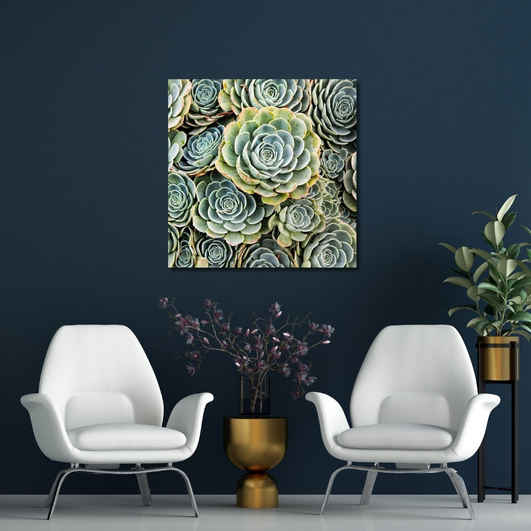Modern fine art photography of green hen and chicks succulents displayed on a dark teal wall, styled with white chairs and gold accents. This vibrant succulent wall art adds natural beauty and elegance, perfect for living rooms, offices, or contemporary spaces. Ideal for nature lovers and modern decor enthusiasts.