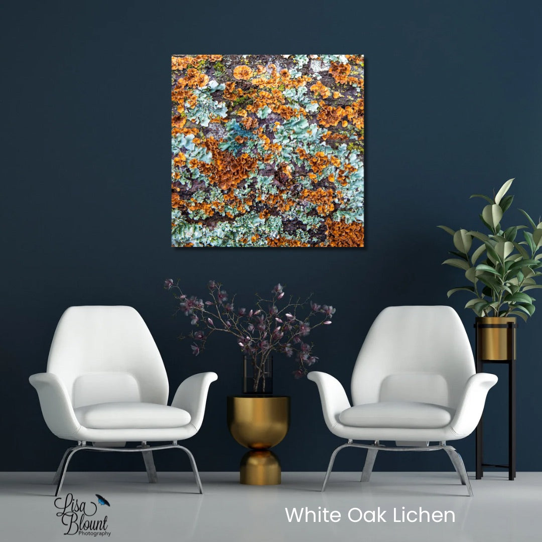 Rust Orange teal and seafoam colors of lichen found on a white oak tree and turned into large fine art photography decor.  Hanging on dark blue wall in sitting area.