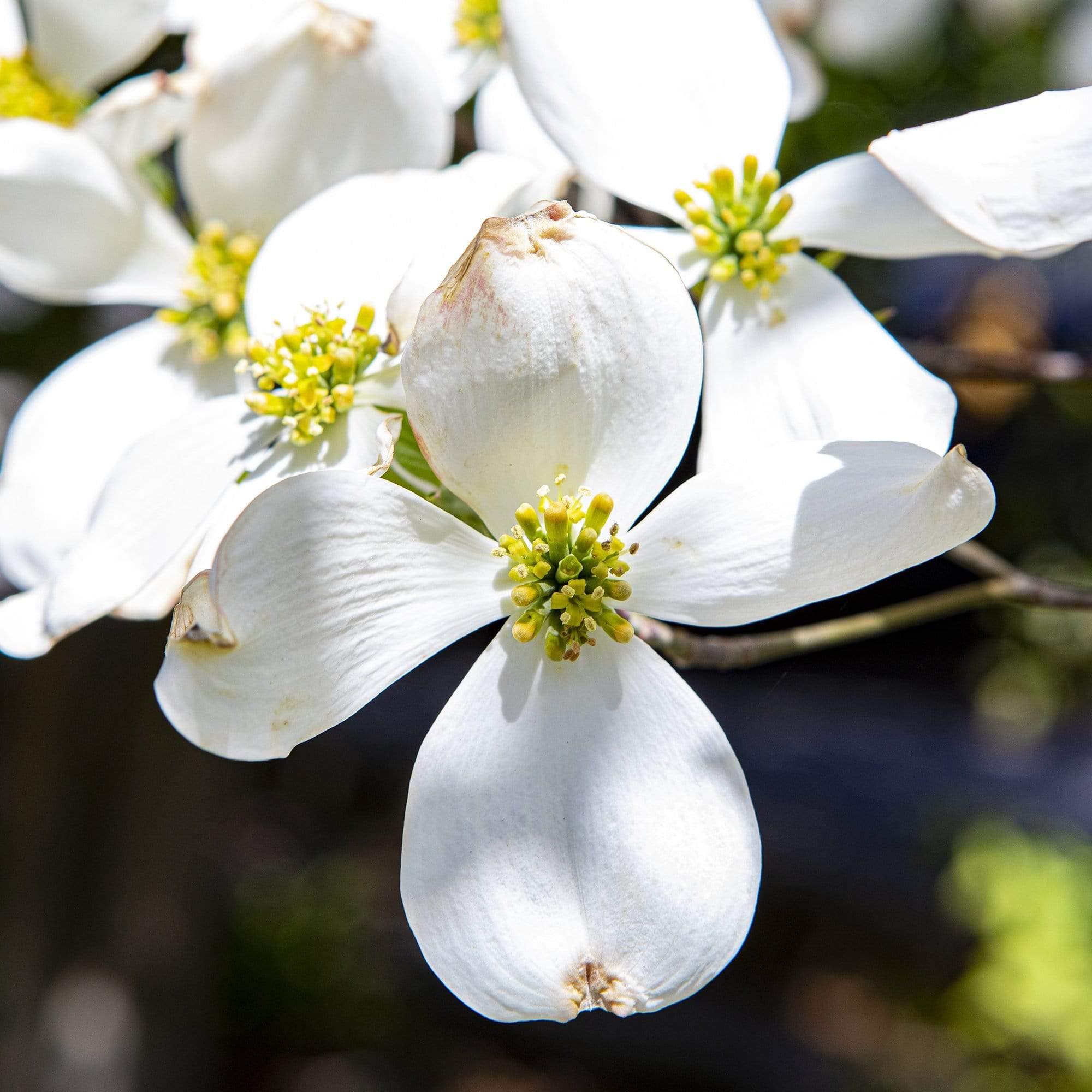 White Dogwood Fine Art Photography by Lisa Blount